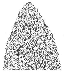 Haplohymenium pseudotriste, leaf apex. Drawn from J.E. Beever 20-26, CHR 104583.
 Image: R.C. Wagstaff © Landcare Research 2014 